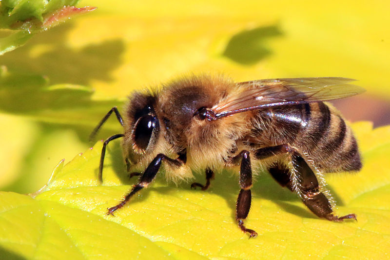 Файл:Honey bee (Apis mellifera).jpg