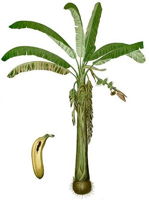 Musa paradisiaca Blanco1.88-cropped.jpg