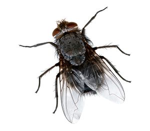 Fly close.jpg