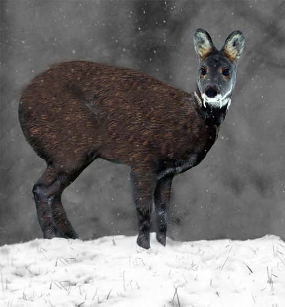 Файл:Siberian Musk Deer.jpg