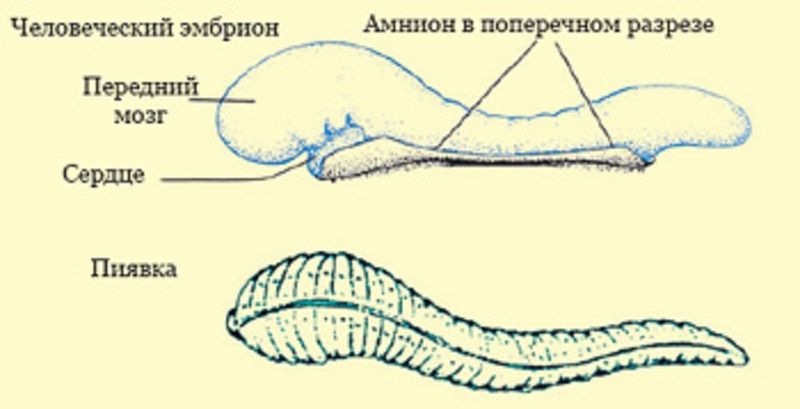Файл:Сгуток.jpg